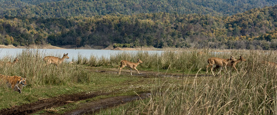 Bhandarpani Safari Zone