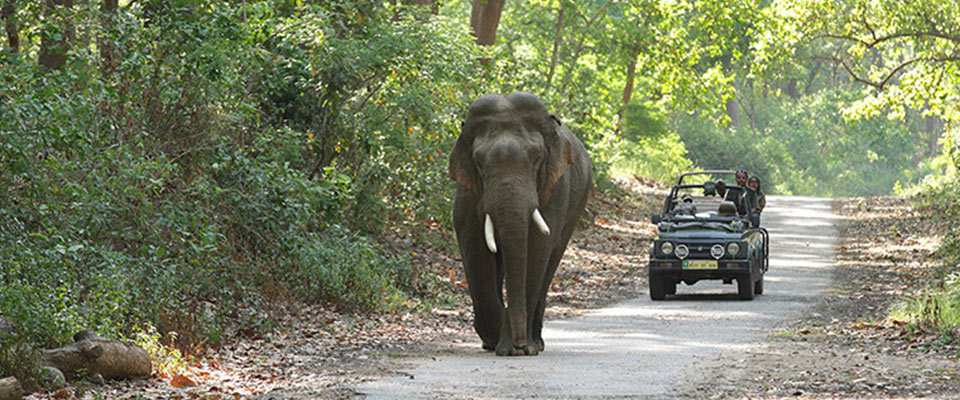 Bijrani Safari Zone
