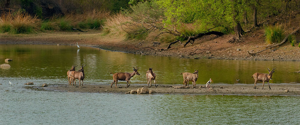 Durga Devi Safari Zone