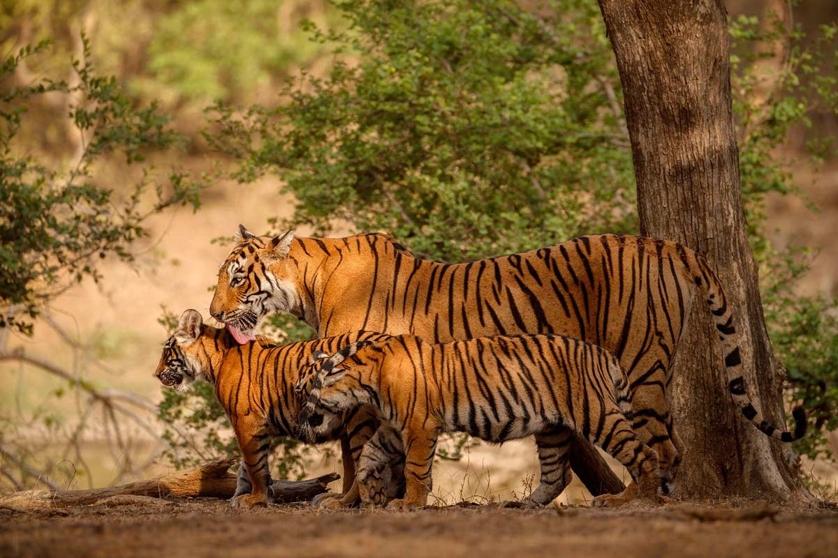 Wildlife Safari Blend 1 Night Corbett with Jeep & Canter Safaris