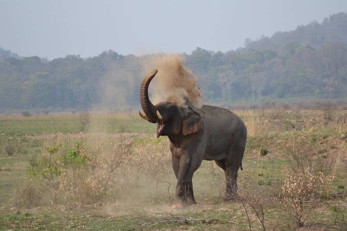 01 Night Corbett Tour with 02 Jeep Safari