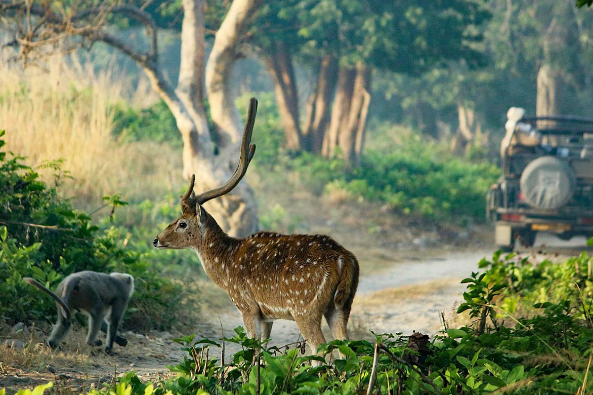 01 Night Corbett Adventure with Jeep Safari