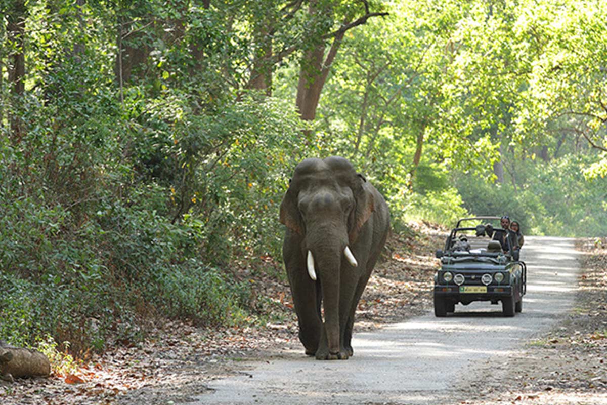 Corbett Canter Getaway 2 Nights with Canter Safari