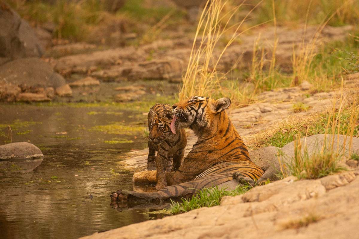 Jungle Safari Combo 2 Nights Corbett with Jeep & Canter Safaris