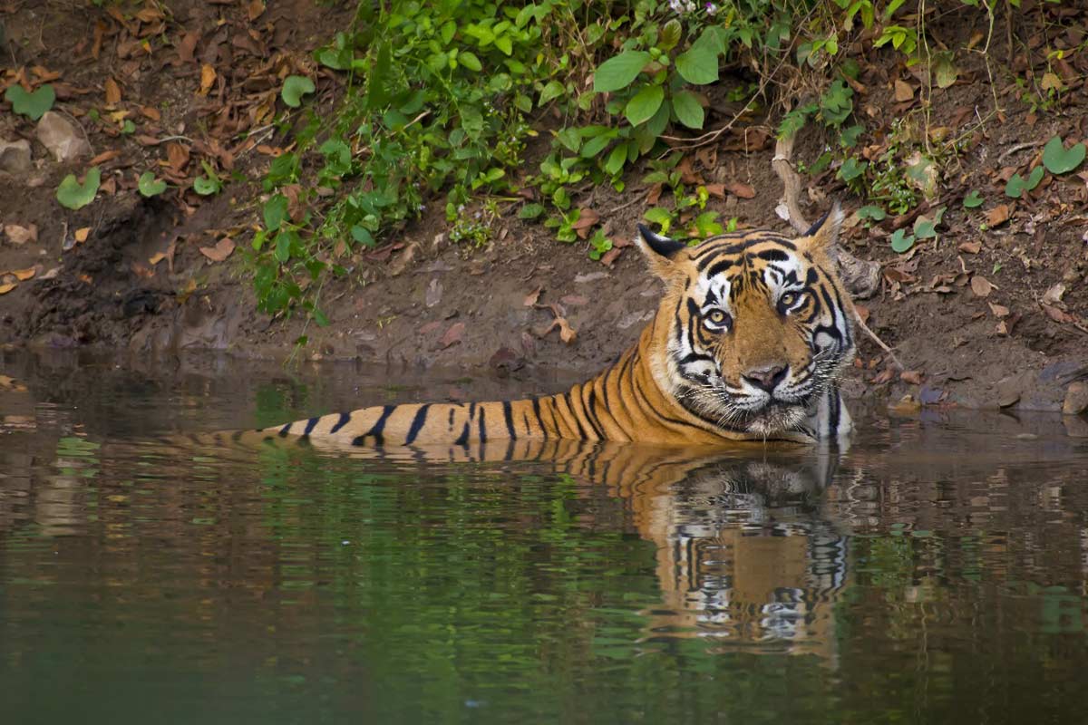 Wilderness Adventure 2 Nights Corbett with 2 Jeep Safaris